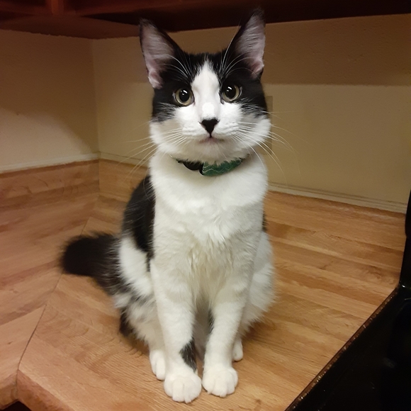 MeetYourPoshAmbassadors!🤩💚🐈🐈🐈🐈🐈🐈🐕 - Picture 2 of 16